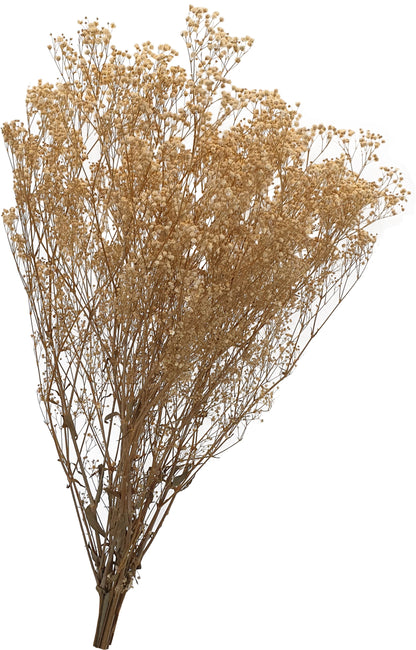 Gypsophila