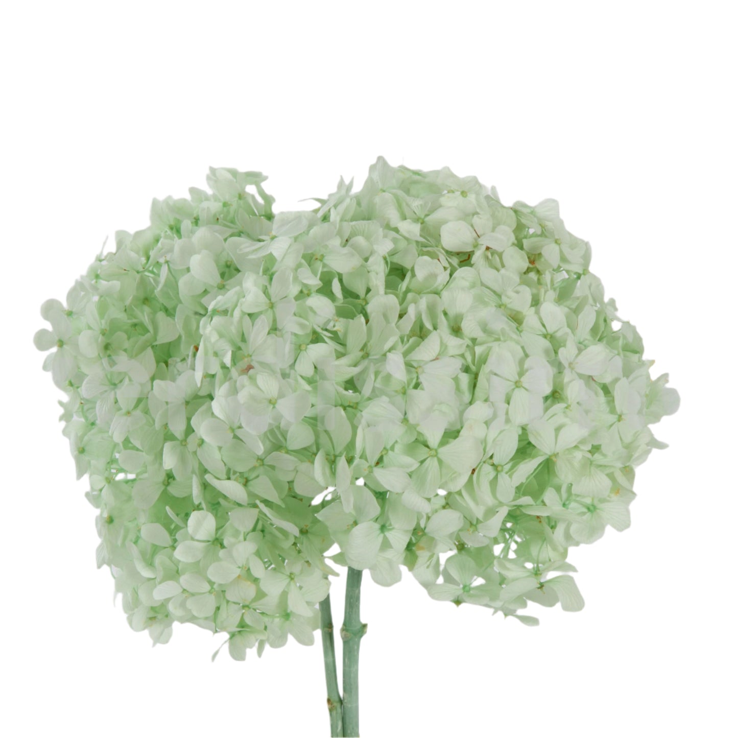 Mint green hydrangea