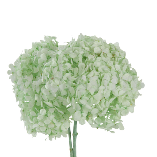 Mint green hydrangea