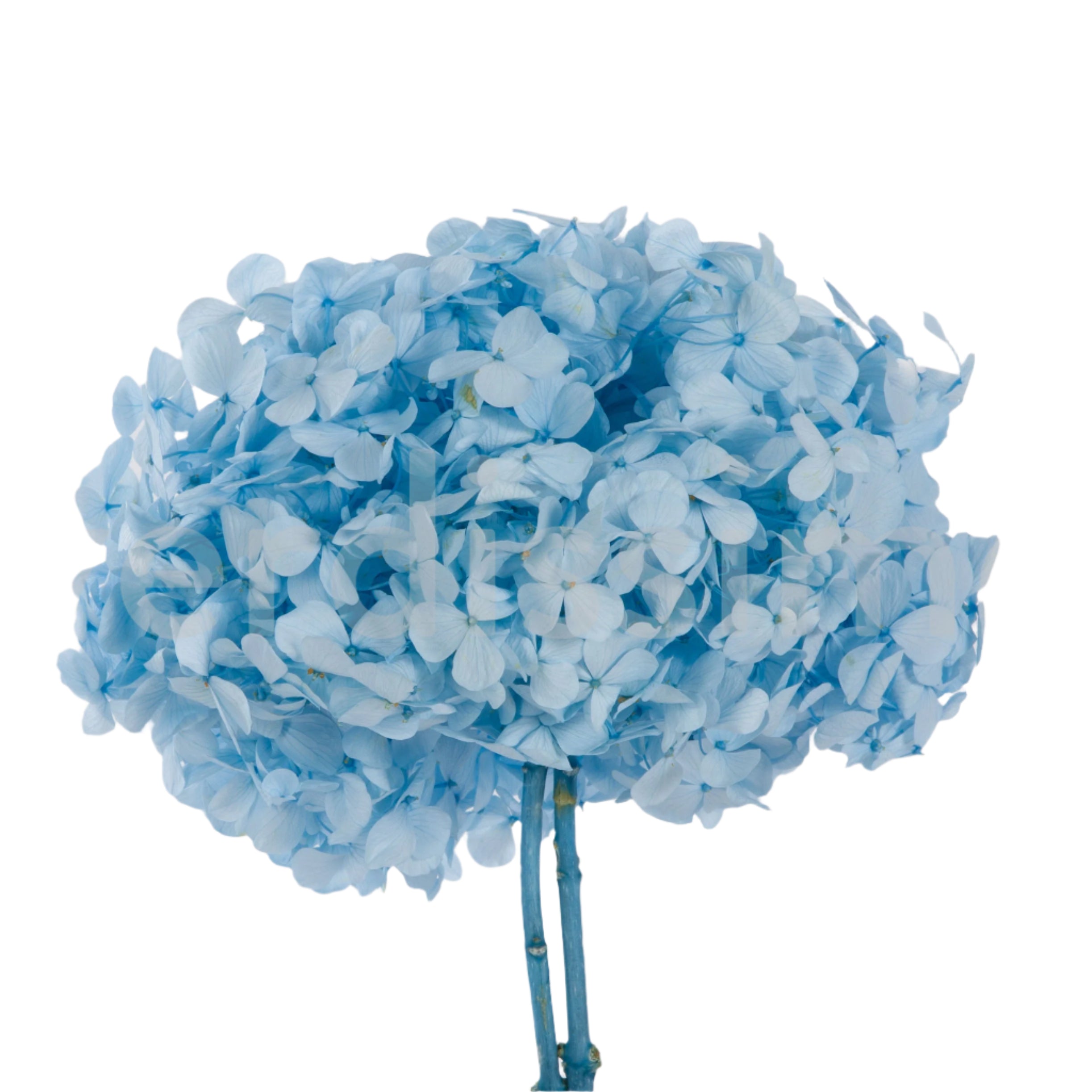 Premium light blue hydrangea