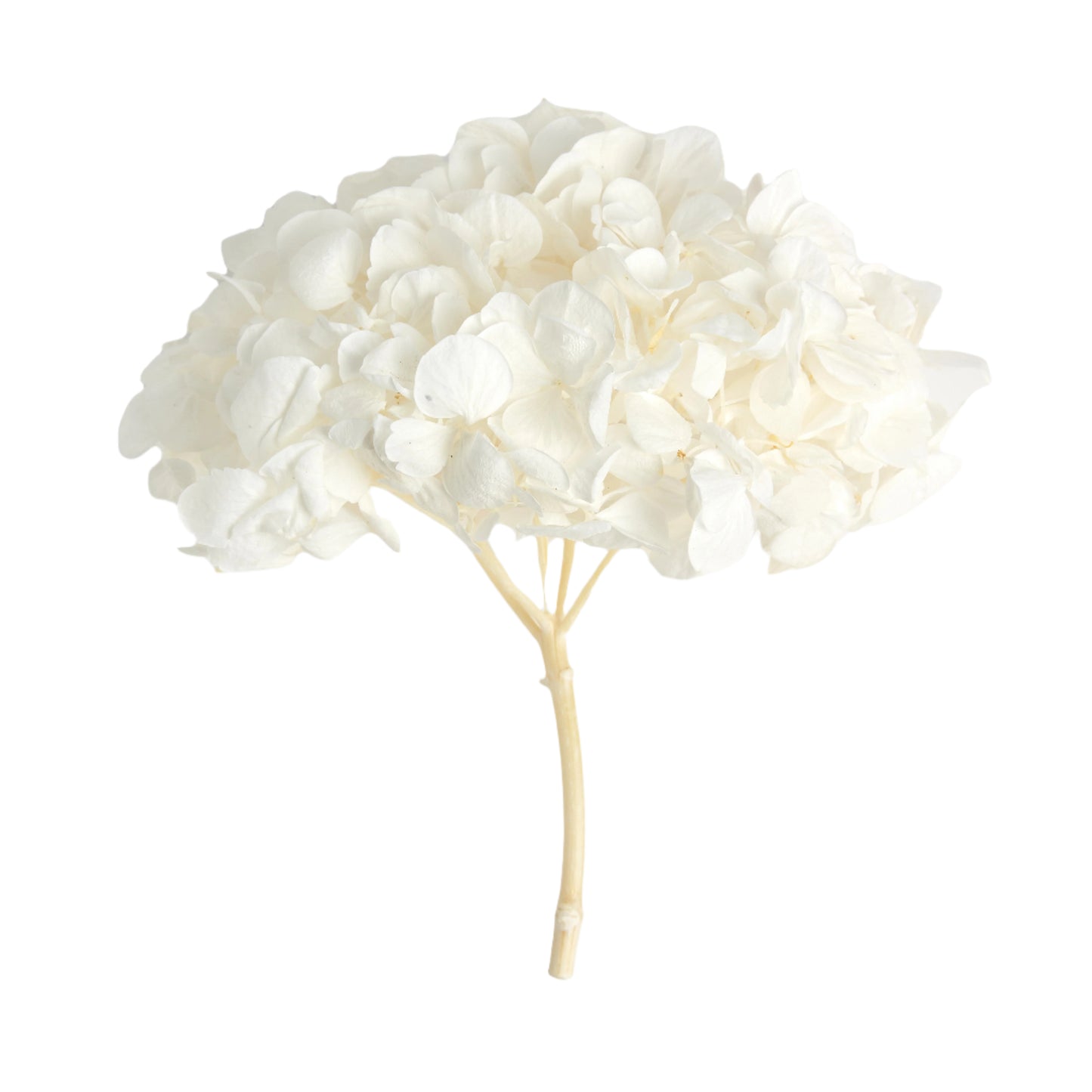 Premium white hydrangea