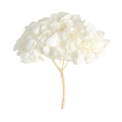 Premium white hydrangea