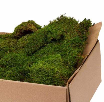 Flat moss in a carton box