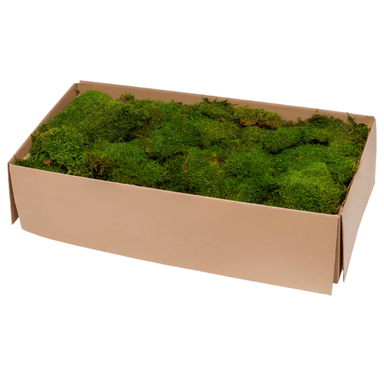 Flat moss in a carton box
