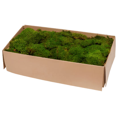Flat moss in a carton box