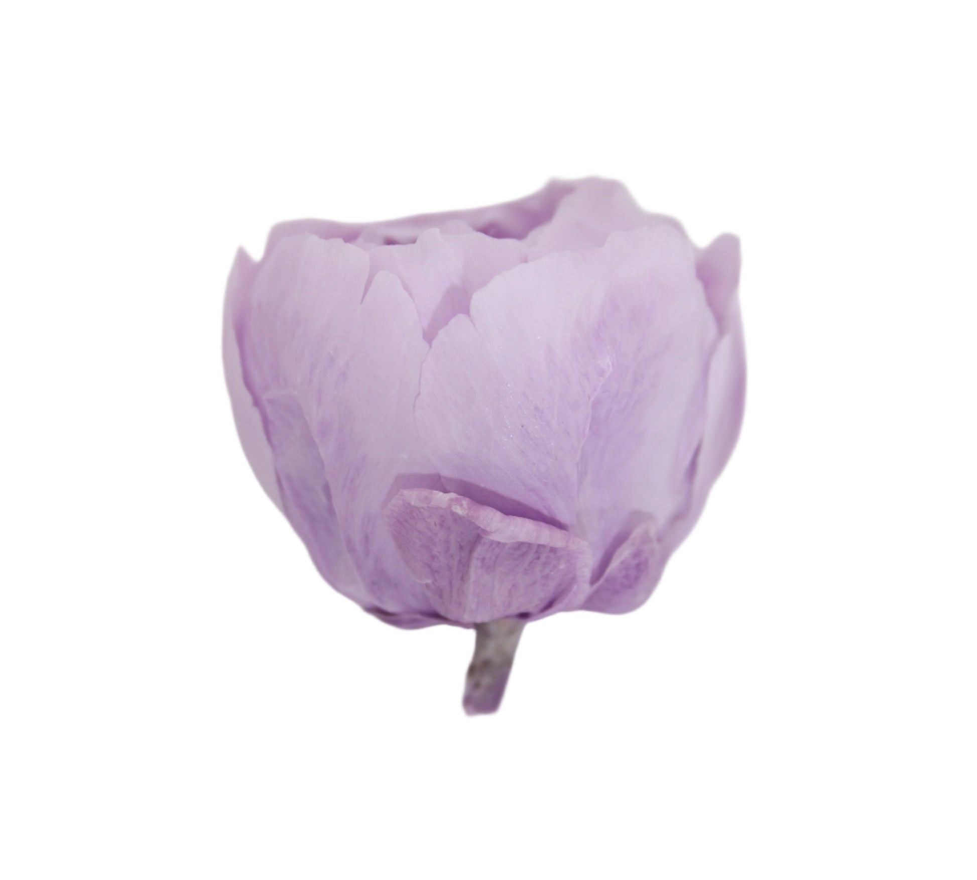 Lilac peony head