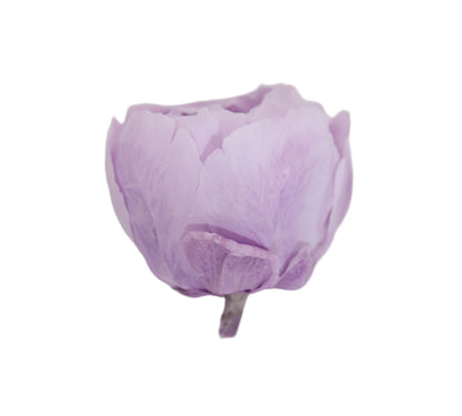 Lilac peony head