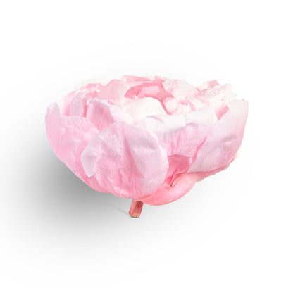 Pink peony head