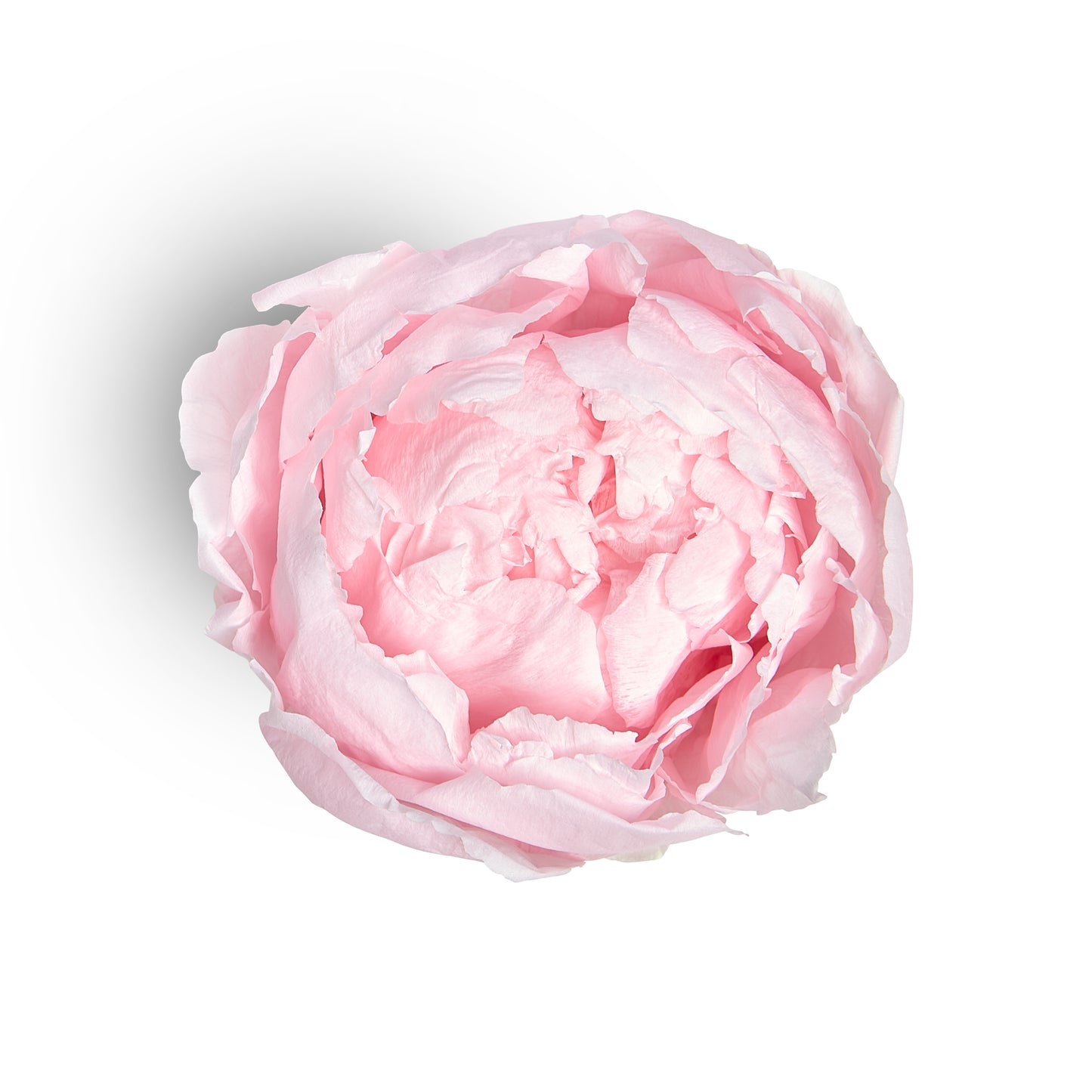 Pink peony head