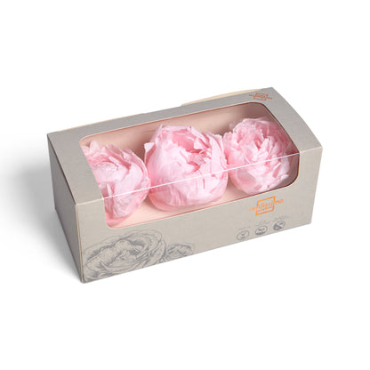 Three pastel pink peony heads in a box
