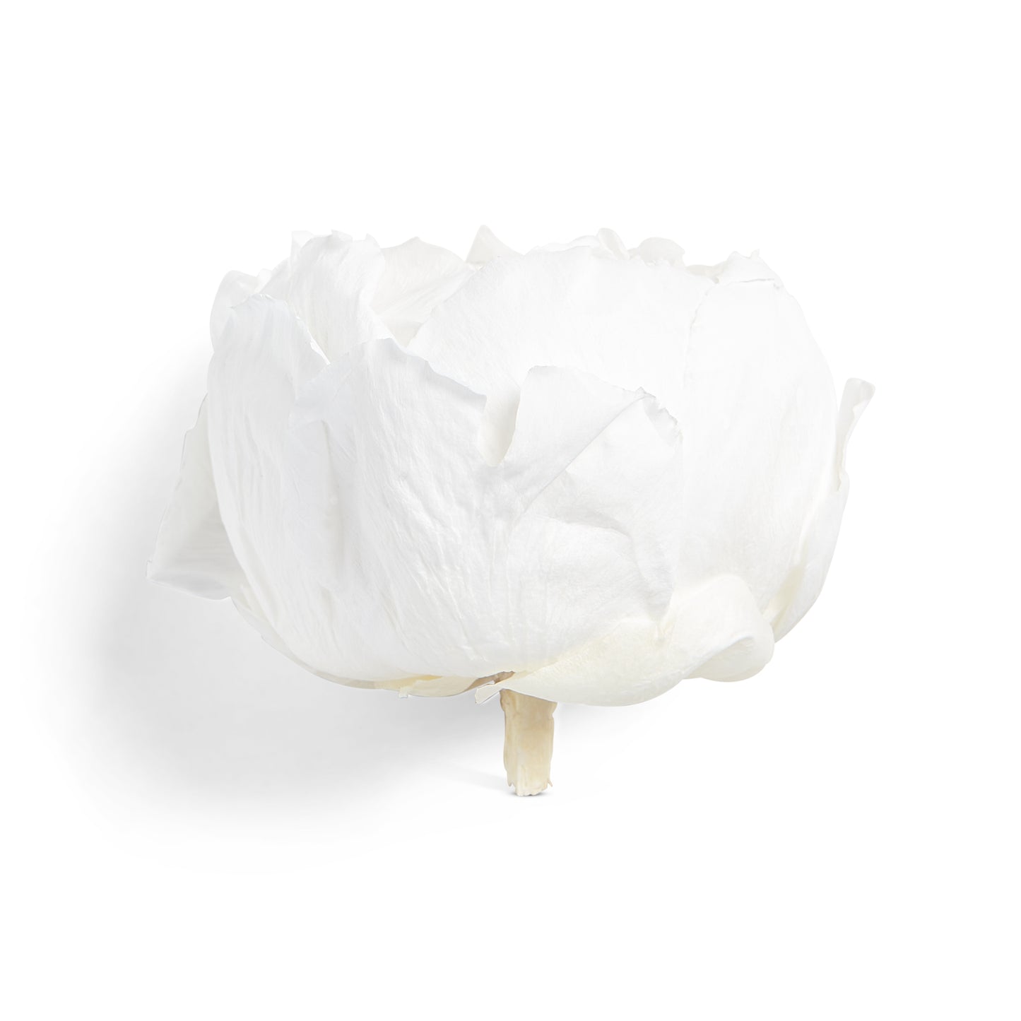 White peony head