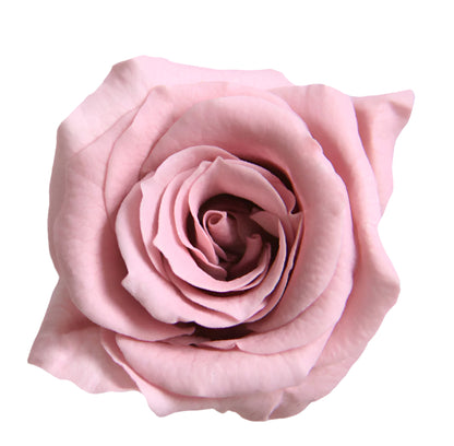 Princess rose head cherry blossom