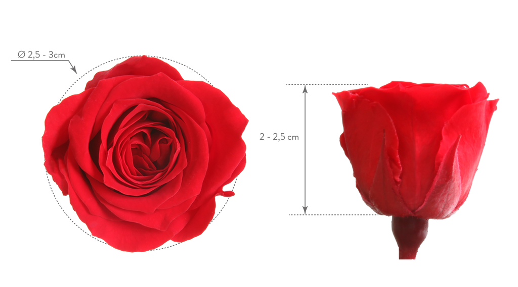 Princess rose head dimensions