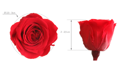 Princess rose head dimensions