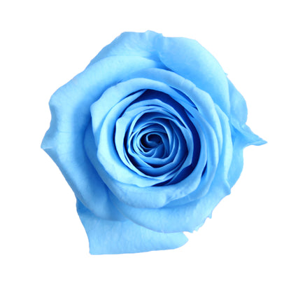 Light blue princess mini rose head