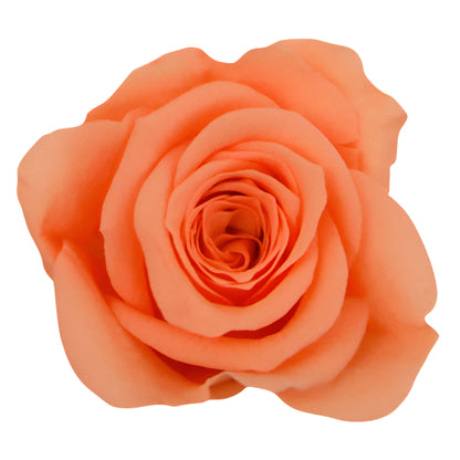 Peach princess mini rose head