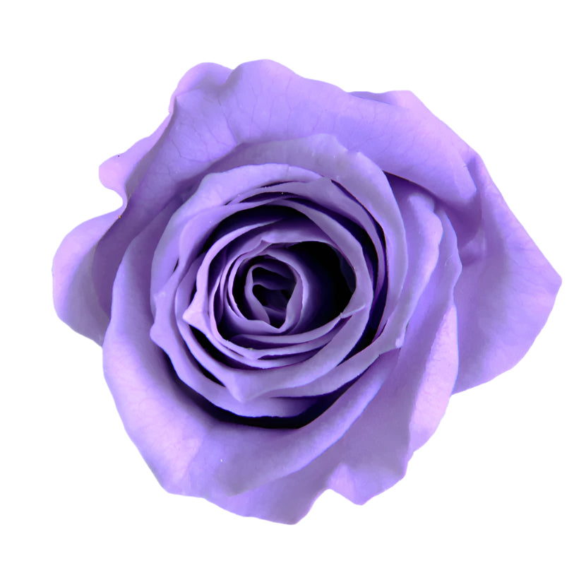 Soft lilac princess mini rose head