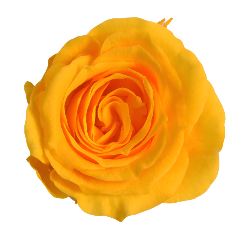 Warm yellow princess mini rose head