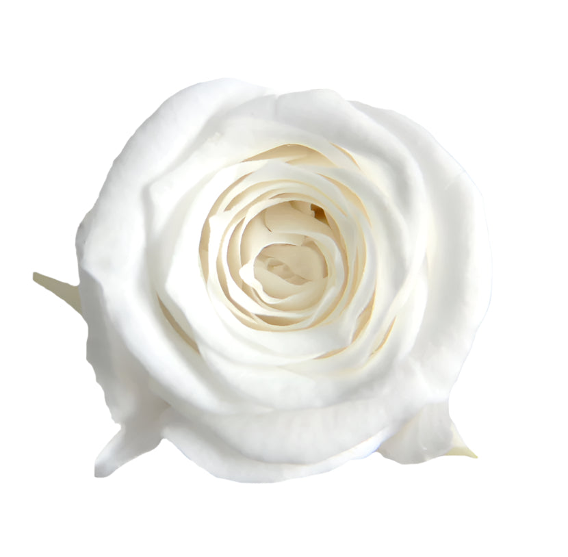 White princess mini rose head