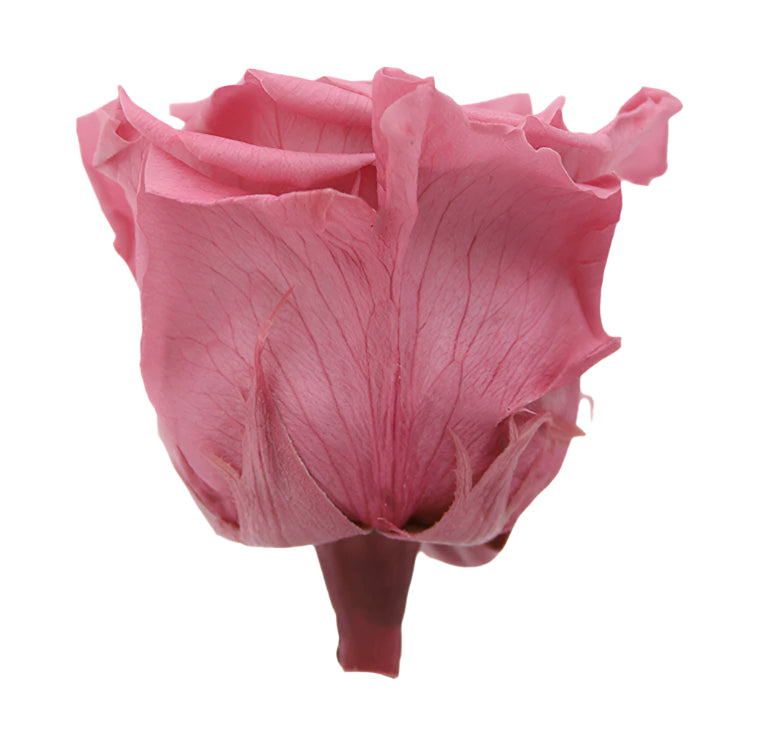 Cherry vintage queen rose head