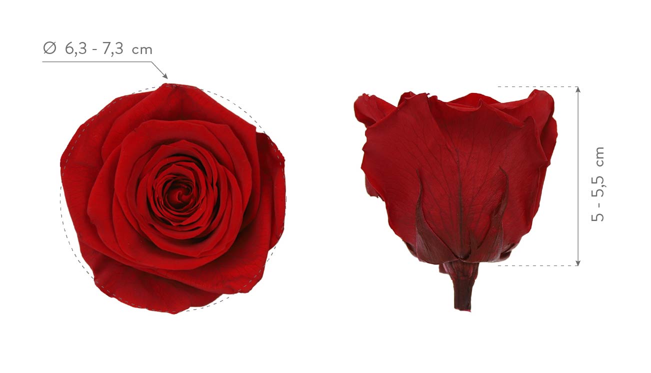 Queen rose head dimensions
