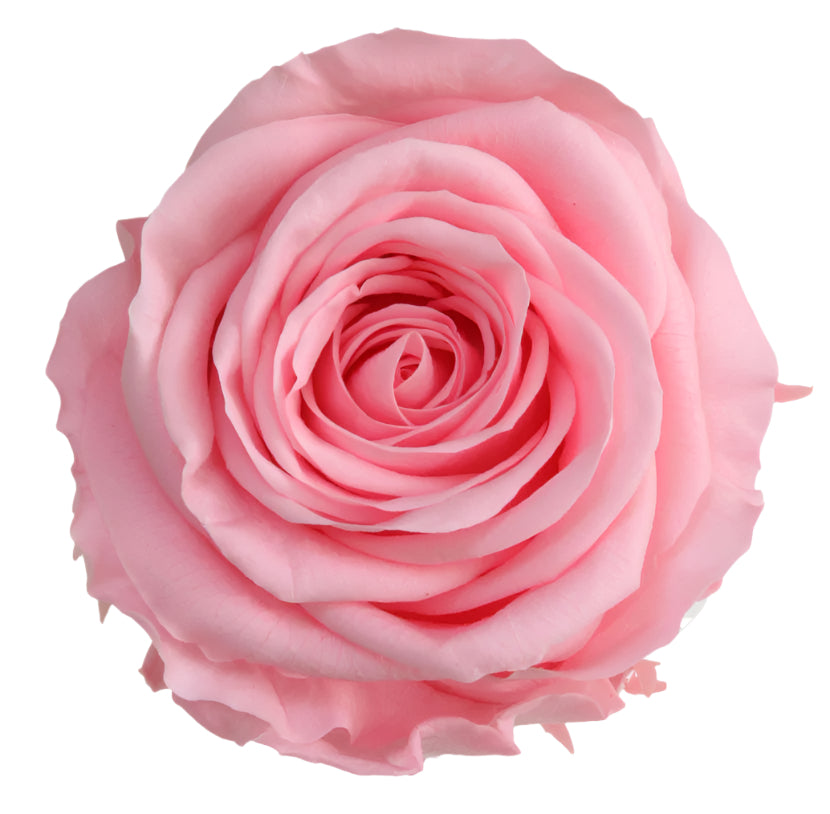 Queen rose head pastel pink