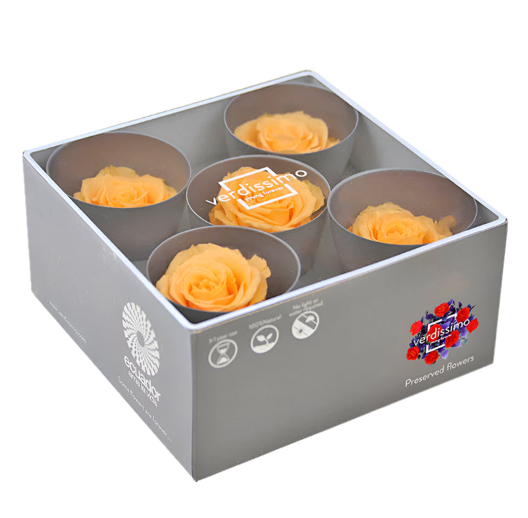 Five peach queen rose heads in a box