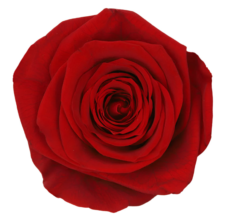 Red queen rose head 