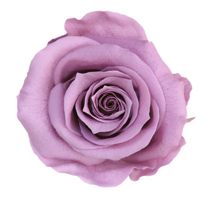 Queen rose head lilac