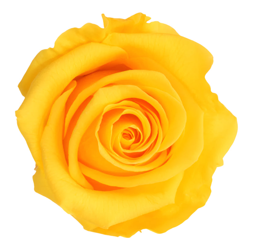 Queen rose head warm yellow