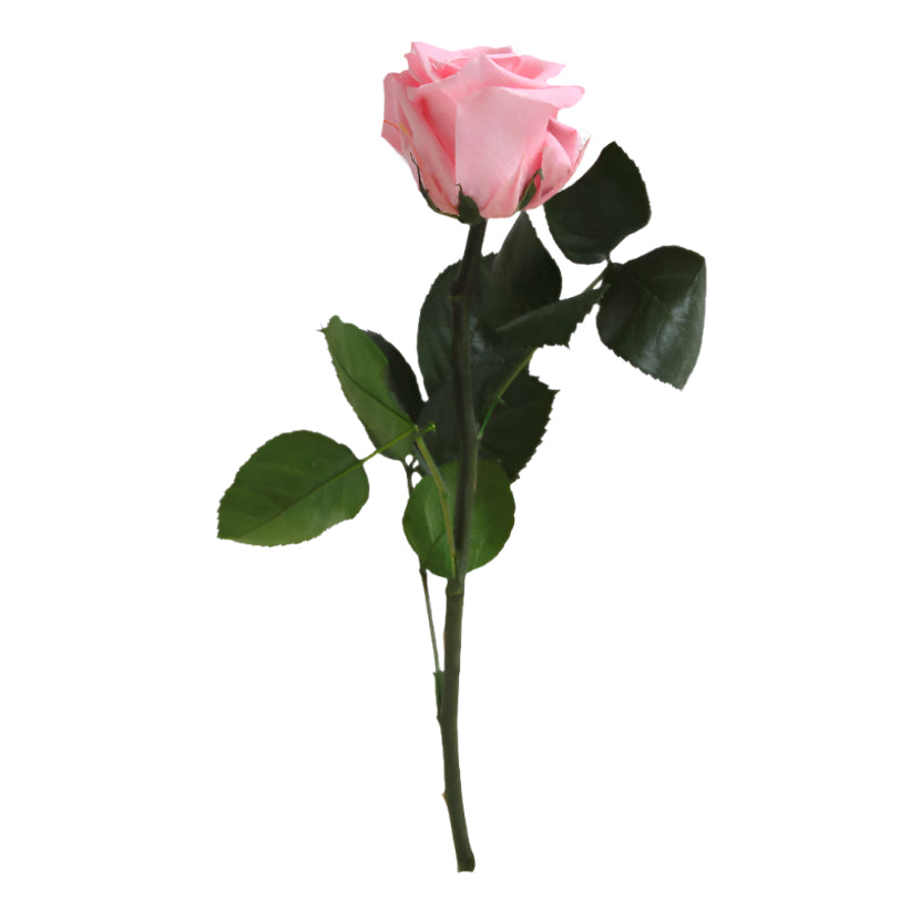 Pink preserved rose with green leaves on a white background