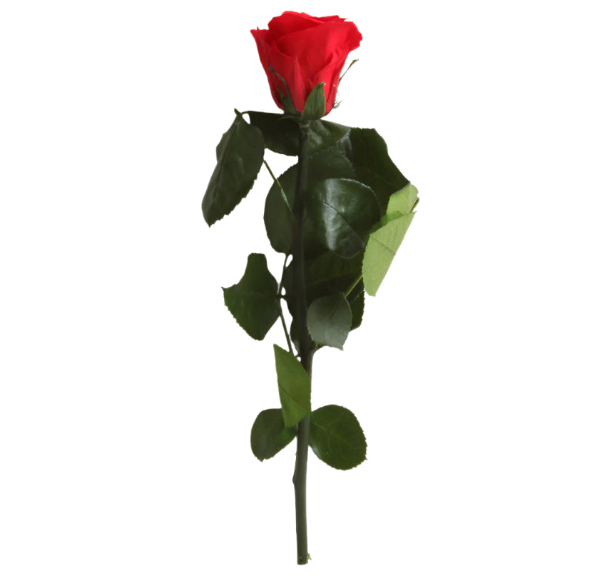 Red preserved rose with green leaves on a white background