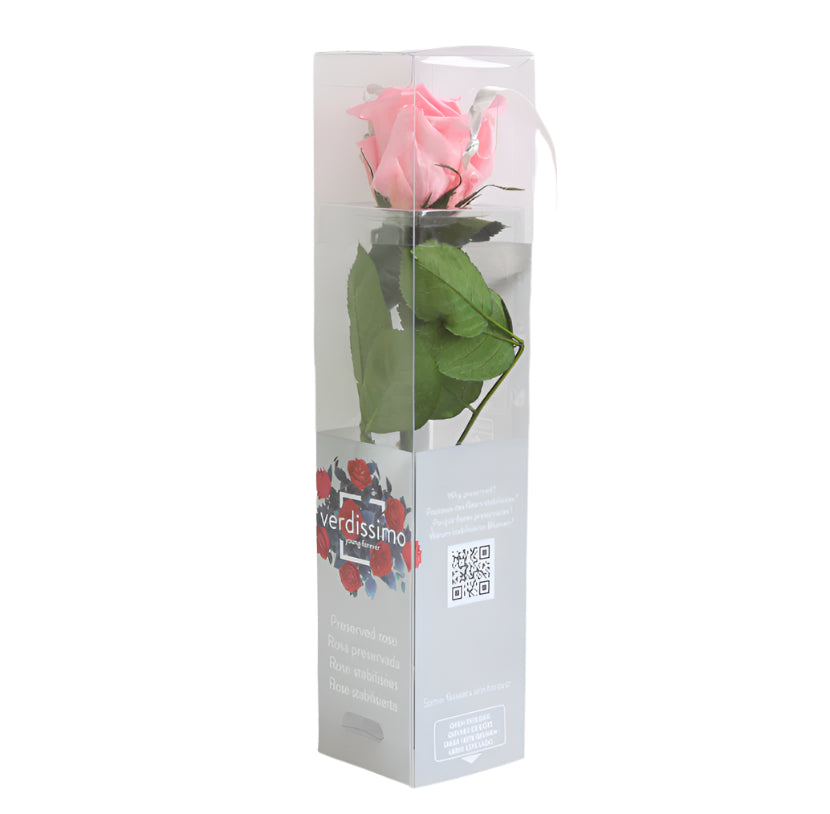 Pastel pink mini rose with stem in a gift box
