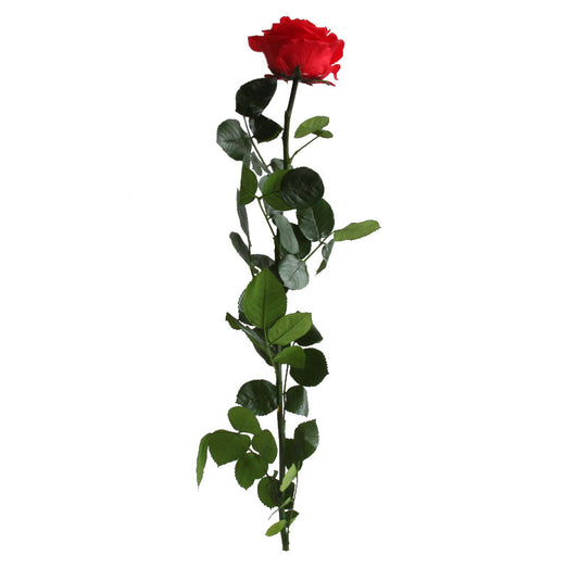 Premium red rose with stem