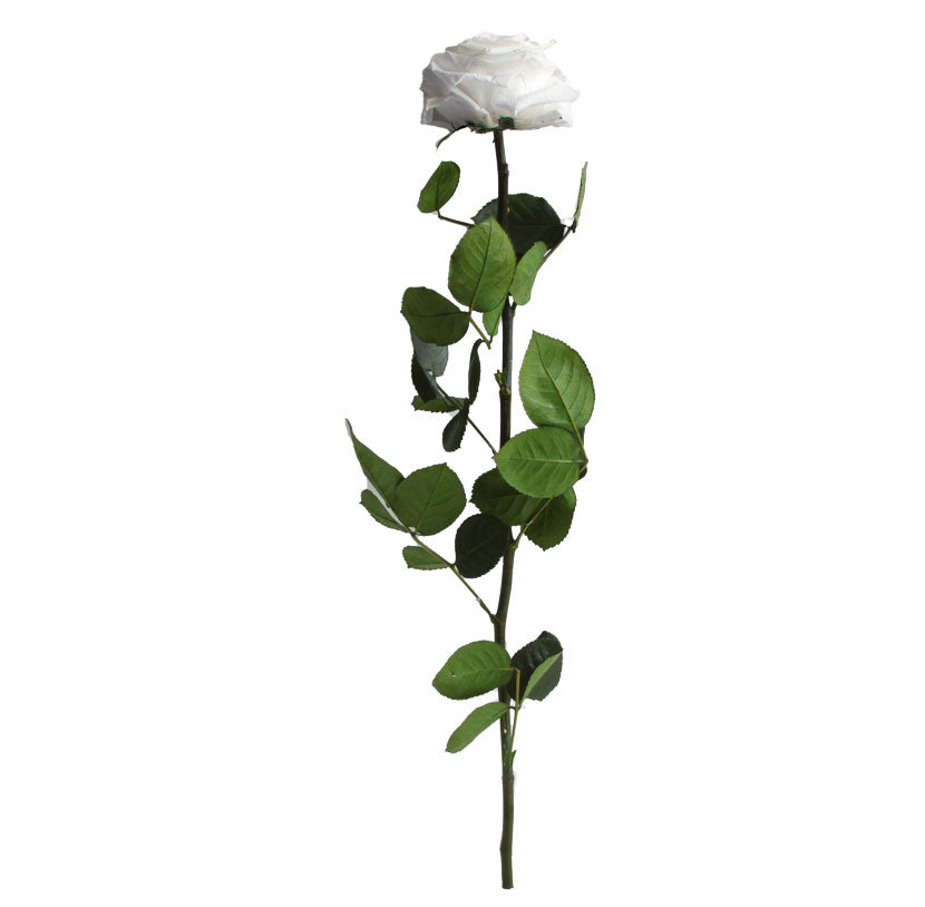 Premium white rose with stem