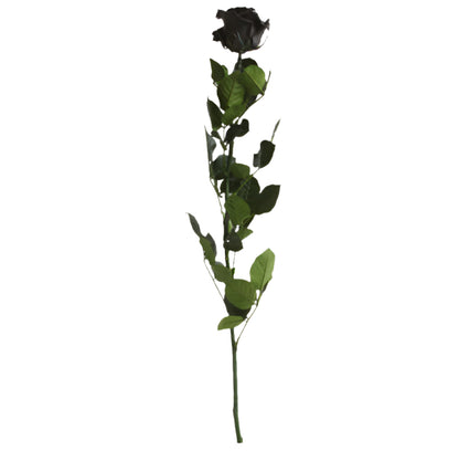 Black rose with stem standard 