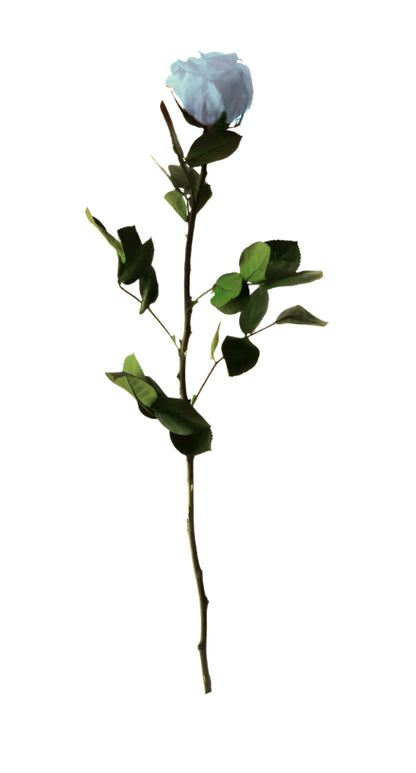 Light blue rose with stem standard 