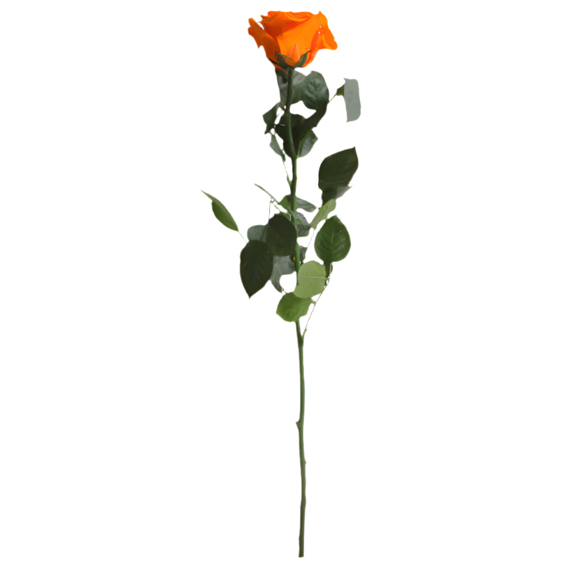 Orange rose with stem standard 