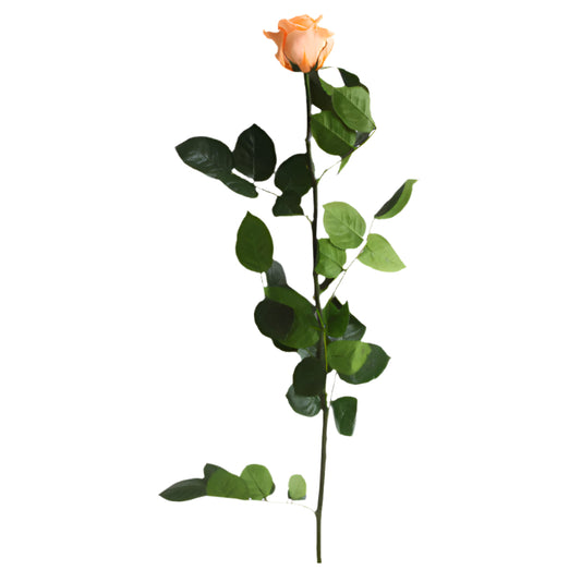 Peach rose with stem standard 