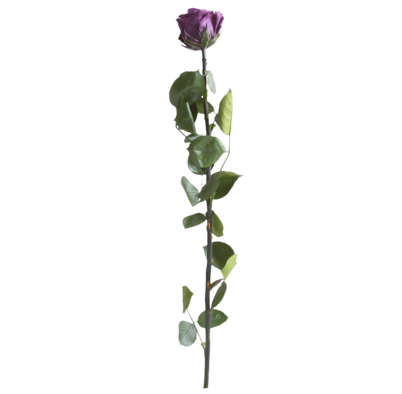 Purple rose with stem standard 