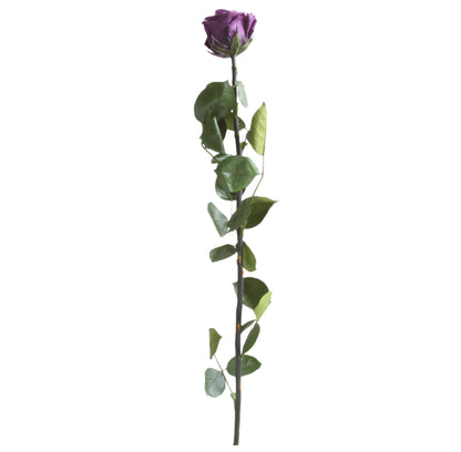 Purple rose with stem standard 