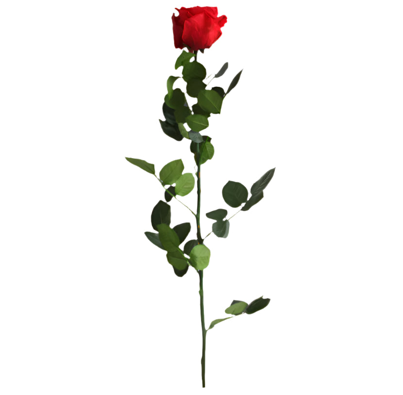 Red rose with stem standard 