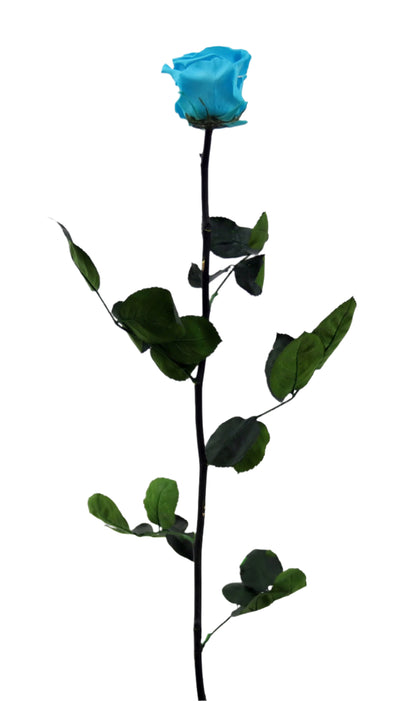 Turquoise rose with stem standard 