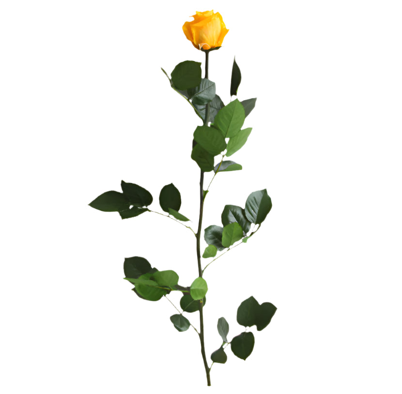 Warm yellow rose with stem standard 